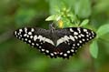 111 Afrikanischer Schwalbenschwanz - Papilio demedocus